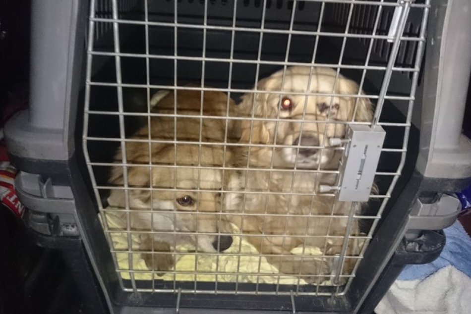 Ilustračný obrázok k článku Brutálne týranie psov neďaleko Nitry: Prípad už vyšetruje polícia
