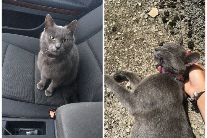 Ilustračný obrázok k článku Pri Trnave sa stratila mladá mačička Šimonka: Pomôžte jej vrátiť sa domov, FOTO