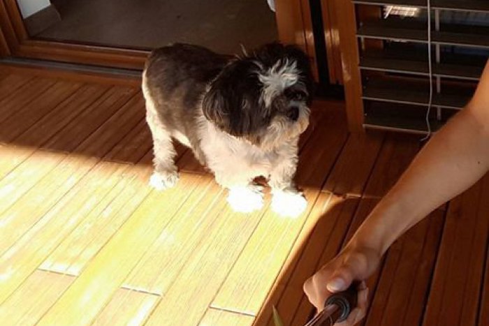 Ilustračný obrázok k článku Majitelia prosia o pomoc: V Lutile sa stratil psík, FOTO