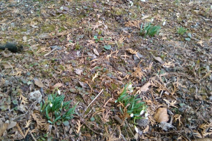 Ilustračný obrázok k článku FOTO: Pozdrav jari v Lučenci. Snežienky rozkvitajú pred panelákom