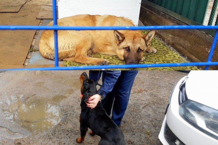 Ilustračný obrázok k článku Prežívajú smutné chvíle: FOTKY psíkov, ktorých našli v Humennom