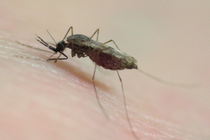 Ilustračný obrázok k článku Hrozí invázia komárov? Mesto má situáciu pod kontrolou