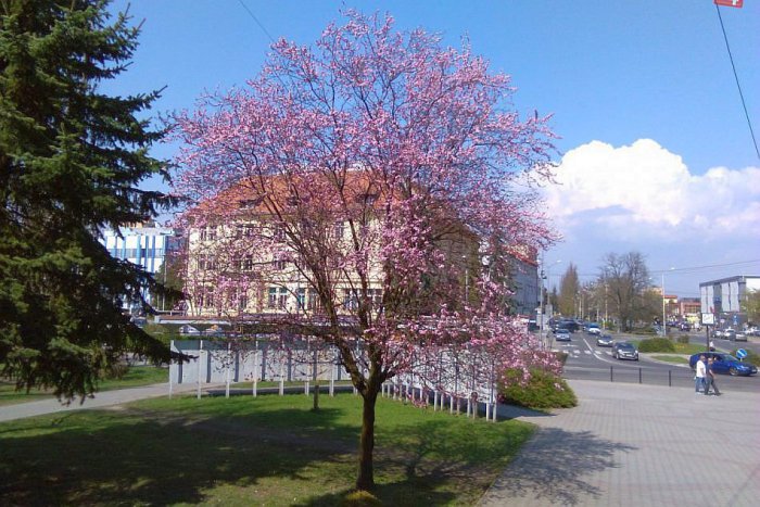 Ilustračný obrázok k článku FOTO: Lučenec začína kvitnúť do krásy. Ulice mesta oživili farebné sakury