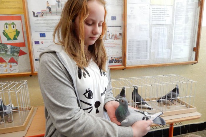 Ilustračný obrázok k článku Žiaci v Kvačanoch sa starajú o poštové holuby: Úspechy na majstrovstvách sveta!
