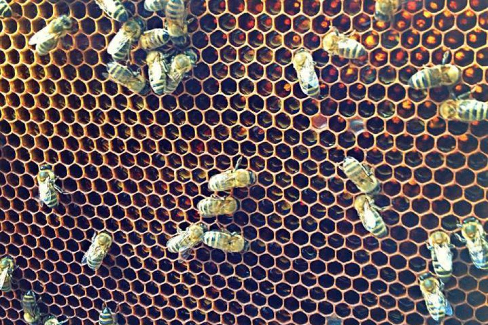 Ilustračný obrázok k článku Žijú na Zemplíne a majú 600 úľov: Včelárska rodina sa rozpovedala o svojom kráľovstve