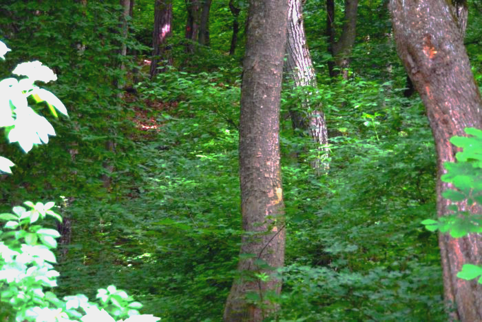Ilustračný obrázok k článku Prechádzka Ťahanovským lesom, z ktorej sa dvíha žalúdok: FOTO priamo z miesta