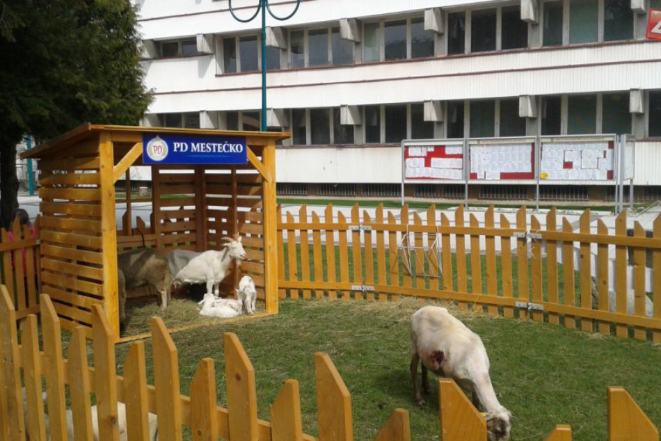 Ilustračný obrázok k článku FOTO: Pred radnicou v Považskej sa pásli ovce, centrum mesta obsadili salašníci!