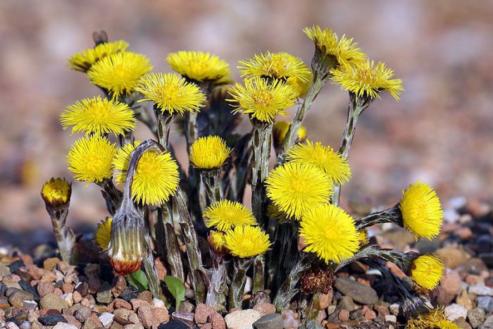 Ilustračný obrázok k článku Na území TANAP-u rozkvitli kvety: Tatry sfarbené do žlta, môže za to podbeľ