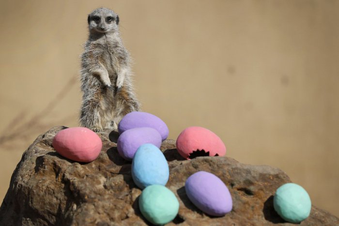 Ilustračný obrázok k článku KURIOZITA DŇA: Prekvapenie pre zvedavé surikaty, v zoo našli veľkonočné vajíčka