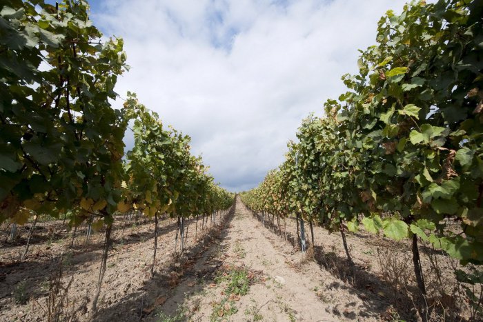 Ilustračný obrázok k článku Unikátna vinohradnícka usadlosť v Nitrianskom kraji roky chátra: Hrozí jej zánik