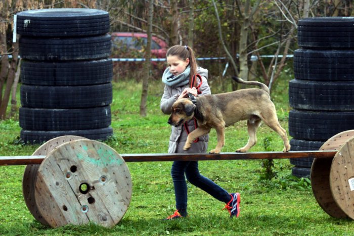 Ilustračný obrázok k článku Dobrá správa pre žiarskych psíčkarov: Mesto s víziou cvičiska