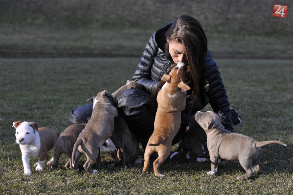 Ilustračný obrázok k článku Tri špeciálne zóny pre psíčkarov v Žiari: Prvá už rastie na jednom zo sídlisk