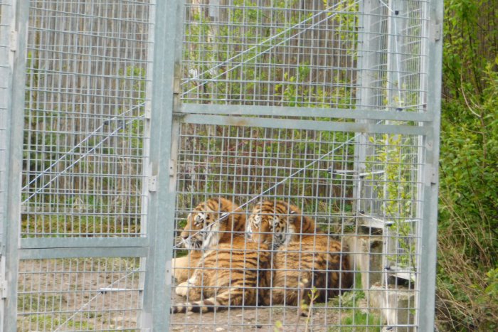 Ilustračný obrázok k článku Novoveská zoo sa opäť rozrástla: Návštevníci sa môžu tešiť aj na takéto zvieratá