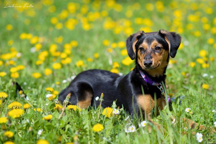 Ilustračný obrázok k článku Nechcení fešáci aj chúďatká z Kortíny: FOTO psíkov, ktorým môžete dať nový život