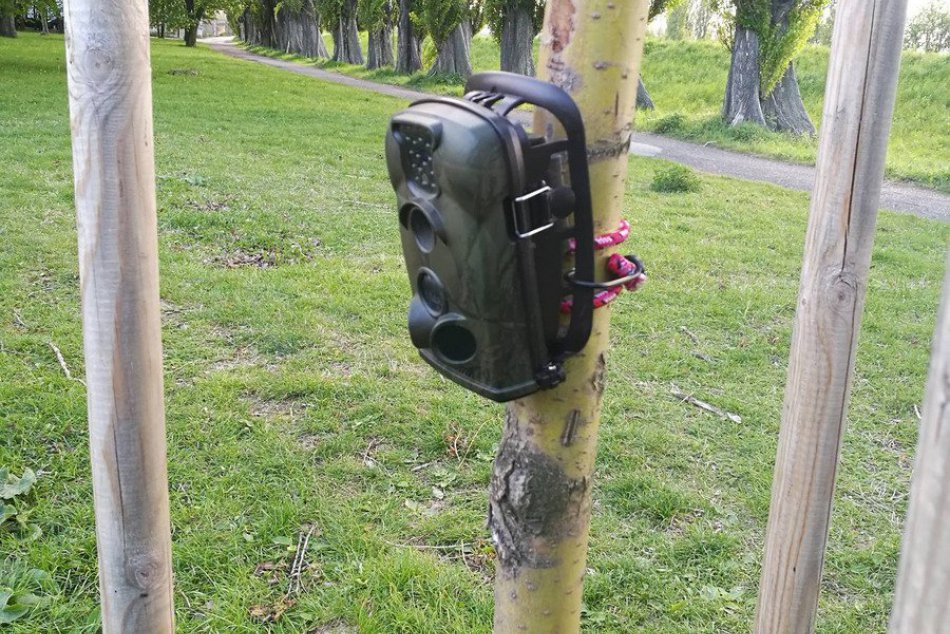 Ilustračný obrázok k článku Bobry v nitrianskom parku sa nepodarilo prichytiť pri čine: Fotopasce zlyhali
