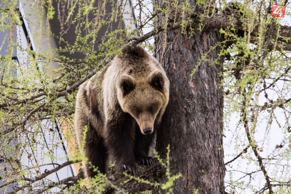 Ilustračný obrázok k článku Medvedia rodina na strome: Matka by už chcela zísť, no v okolí je stále rušno