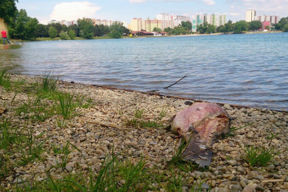 Ilustračný obrázok k článku RADÍME: Čo robiť, keď pri jazere nájdete uhynuté telá rýb či vtákov