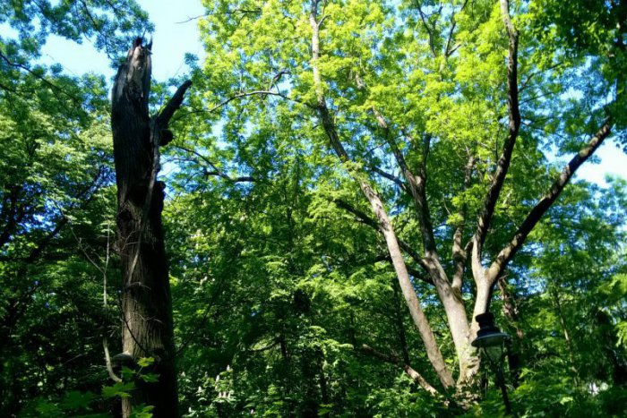 Ilustračný obrázok k článku Nebezpečné stromy v obľúbenom parku v Bratislave: Situácia je neúnosná, tvrdia aktivisti