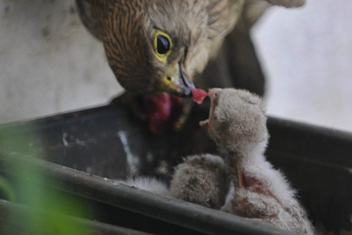 Ilustračný obrázok k článku Vtáčatám bez zranenia sa nesnažte pomôcť: Môžete narobiť viac škody