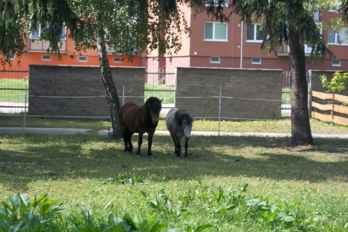 Ilustračný obrázok k článku V parku už bývajú aj štvornohé zvieratká: Sú nimi sympatické poníky