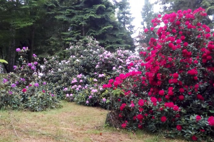 Ilustračný obrázok k článku FOTO: Farebná krása jari vo zvolenskom arboréte. Rozkvitlo rododendronmi