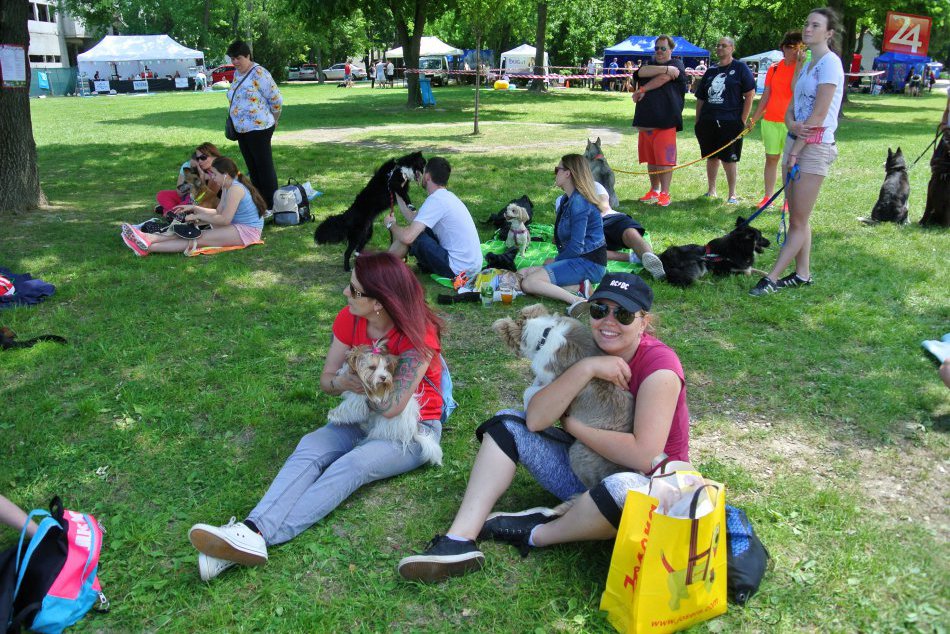 Ilustračný obrázok k článku OBRAZOM: Bláznivý víkend na Festivale psích športov prilákal stovky chlpáčov