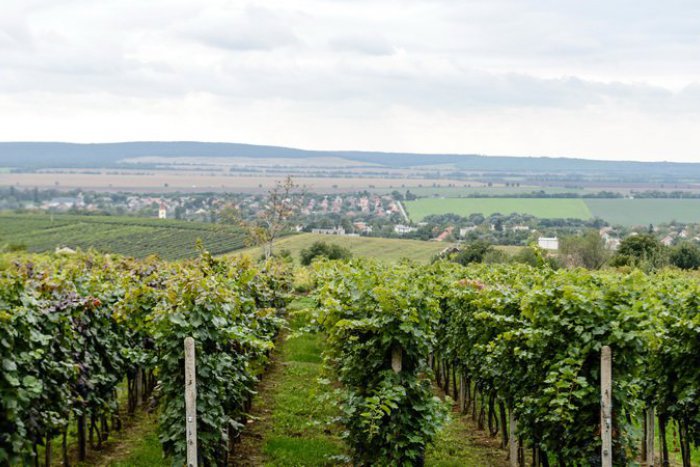 Ilustračný obrázok k článku Spoznajte krásy regiónu trochu inak: Zažite Beh vinicami Bojničiek a Hlohovca