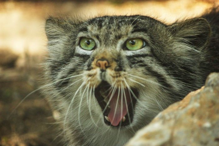 Ilustračný obrázok k článku Novinka v košickej zoo: Návštevníkov láka jediná dlhosrstá divá mačka na Slovensku, FOTO