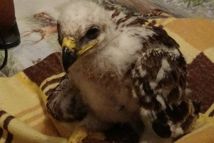 Ilustračný obrázok k článku VIDEO: Nitrianski strážcovia prírody zachránili mláďa orla kráľovského