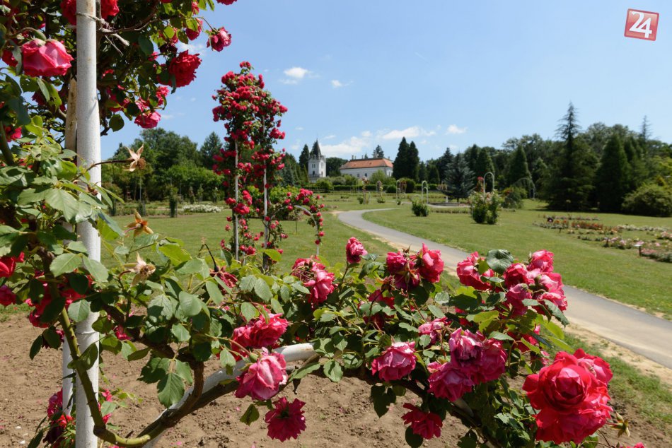 Ilustračný obrázok k článku FOTO: Rozkvitnutá nádhera, Arborétum Mlyňany zaplavila vôňa ruží