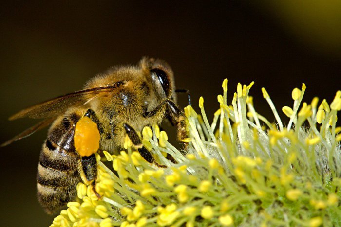 Ilustračný obrázok k článku Žiaci si budú môcť vybicyklovať med a dozvedia sa viac o význame včiel