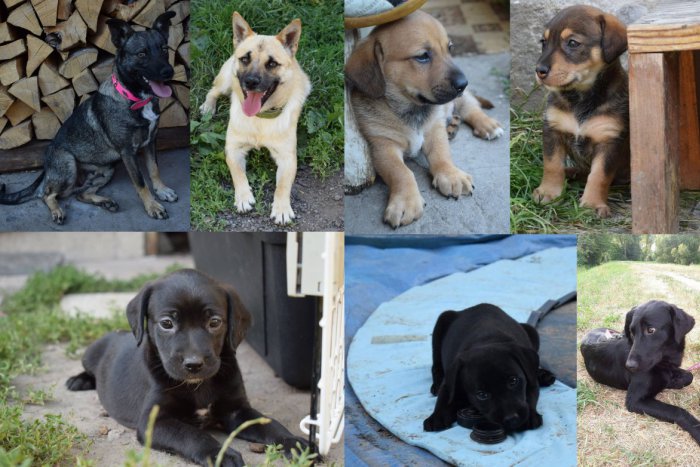 Ilustračný obrázok k článku FOTO: Smutné príbehy nechcených psíkov. Zvolenčania, pomôžete im zmeniť životy?