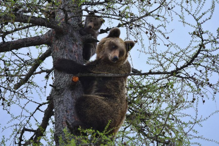 Ilustračný obrázok k článku Dedinka pri Žiari vystríha pred zverou: Medveďa môžete stretnúť aj priamo v obci