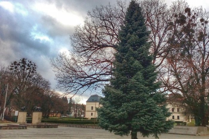 Ilustračný obrázok k článku Živým vianočným stromom na humenskom námestí odzvoní: Toto ich má nahradiť!