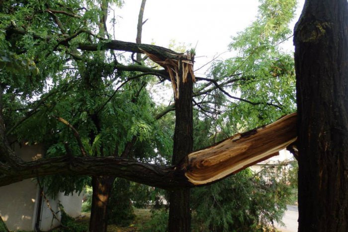 Ilustračný obrázok k článku Smutné zistenia po smršti v Prešove: Poškodených vyše 300 stromov, škody za desaťtisíce