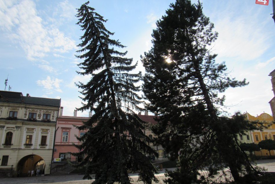 Ilustračný obrázok k článku V Prešove odvolali druhý povodňový stupeň, v pláne je výsadba nových stromov!