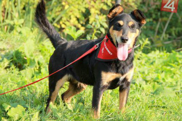 Ilustračný obrázok k článku Potešia oko i srdce: Štvornohí chlpáči predvedú v Košiciach parádnu šou!