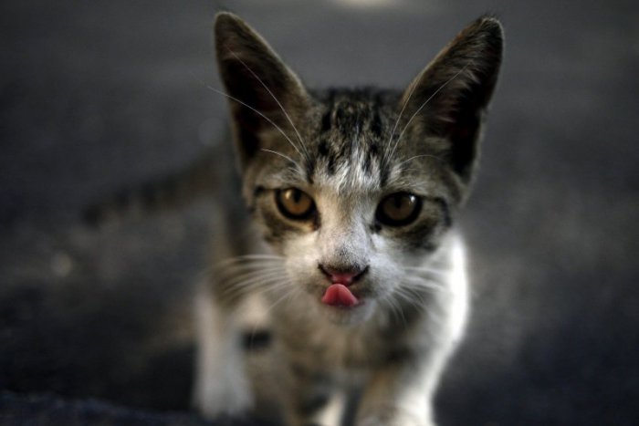Ilustračný obrázok k článku V Bratislave žije až 8 000 pouličných mačiek