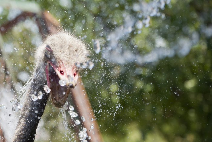Ilustračný obrázok k článku Pštrosy v žiarskej mini zoo si trópy užívajú: Takýto luxus im môžeme závidieť! FOTO