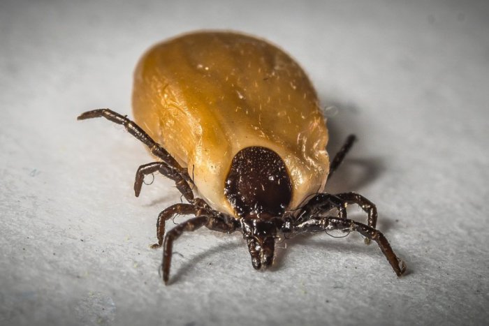 Ilustračný obrázok k článku Kliešte a štípajúci či hryzúci hmyz môže spôsobiť aj vážne ochorenia