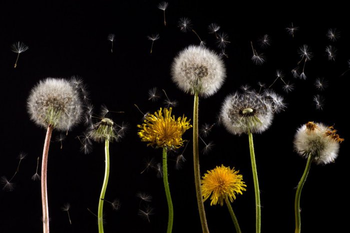Ilustračný obrázok k článku Alergikov trápi peľ inváznych rastlín
