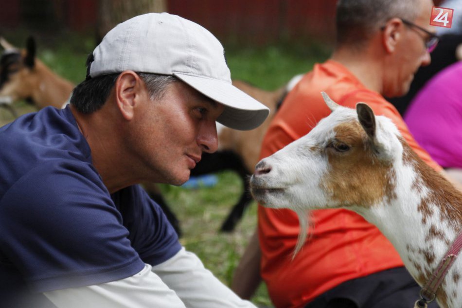Ilustračný obrázok k článku KURIOZITA DŇA: USA zažíva nový ošiaľ, tradičnú jogu precvičujú spolu s kozami