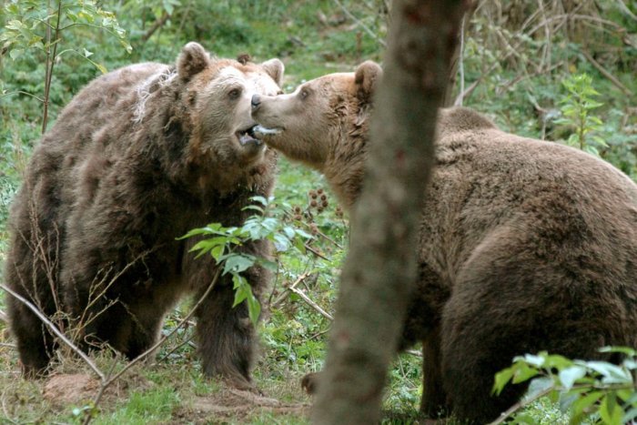 Ilustračný obrázok k článku Útok medveďa v okrese Považská Bystrica: Muž (54) skončil v nemocnici