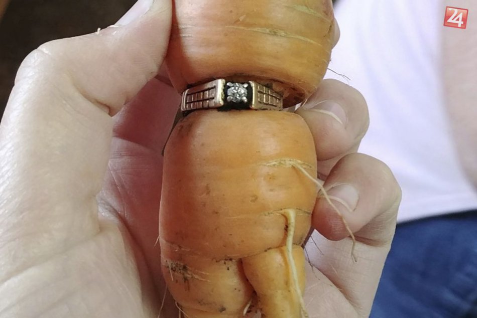 Ilustračný obrázok k článku KURIOZITA DŇA: Kanaďanka zberala úrodu, na mrkve našla dávno stratený zásnubný prsteň