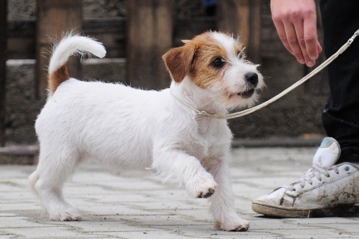 Ilustračný obrázok k článku Netradičný športový súboj: Dúbravčania budú behať so psom