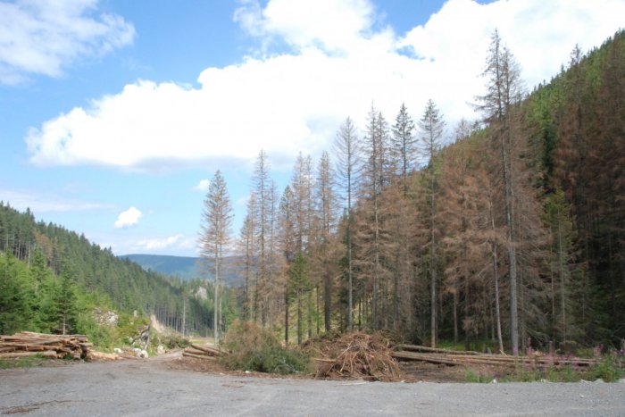 Ilustračný obrázok k článku Hlava v smútku lesníkov: Lykožrút si robí čo chce, zelenú nestratili len Tatry