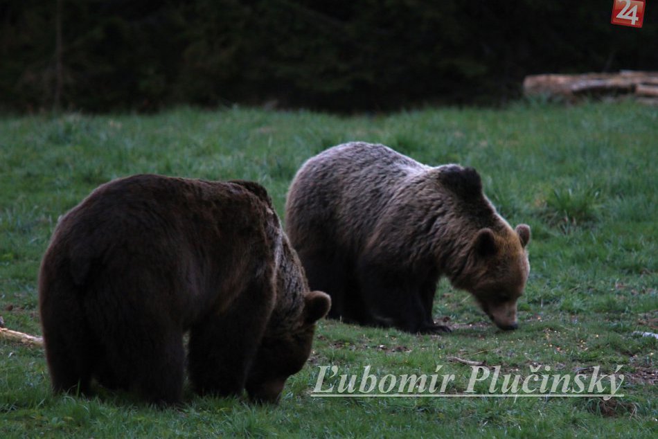 Ilustračný obrázok k článku Tatranci žiadajú výnimku na odstrel medveďov: Úradníci musia situáciu posúdiť