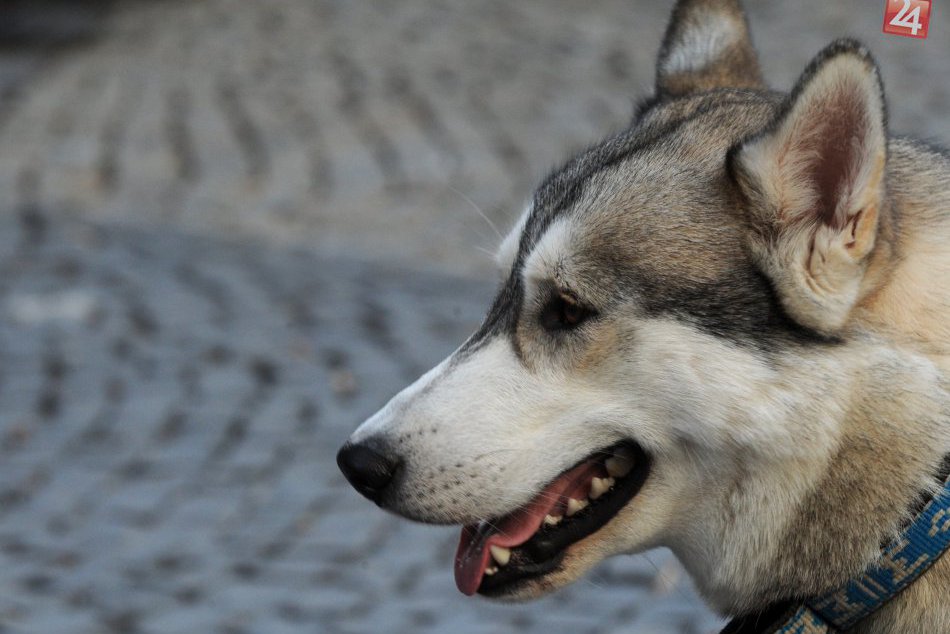 Ilustračný obrázok k článku Veterinári odkazujú majiteľom psov: Povinného čipovania sa obávať nemusíte