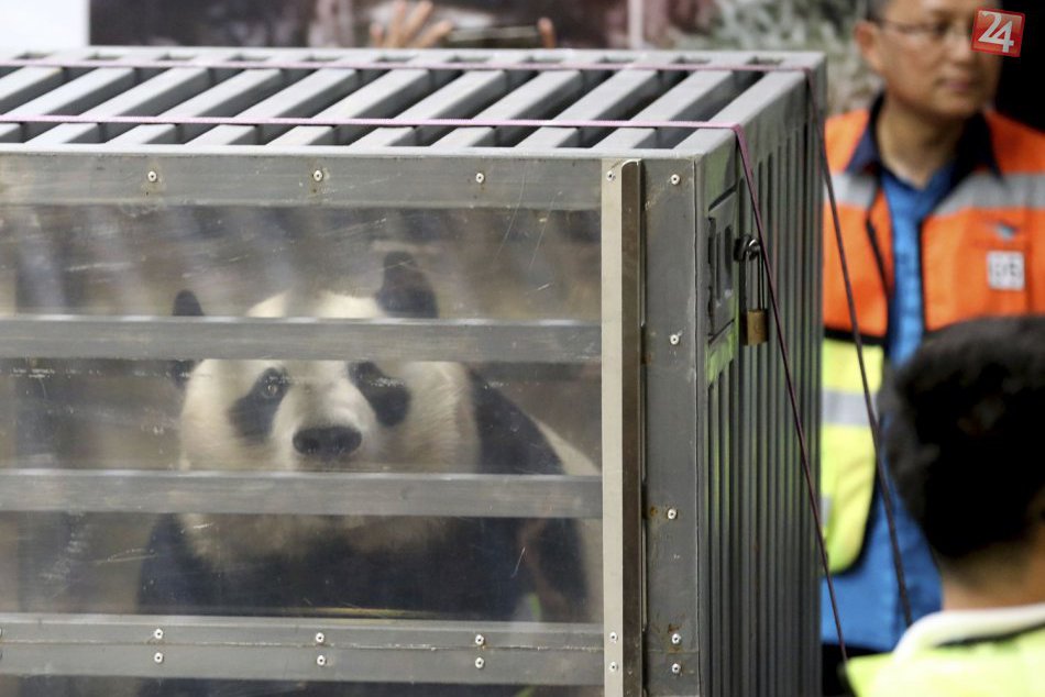 Ilustračný obrázok k článku KURIOZITA DŇA: Pandám vybudovali v Indonézii domov za milióny, sťahovali sa z Číny