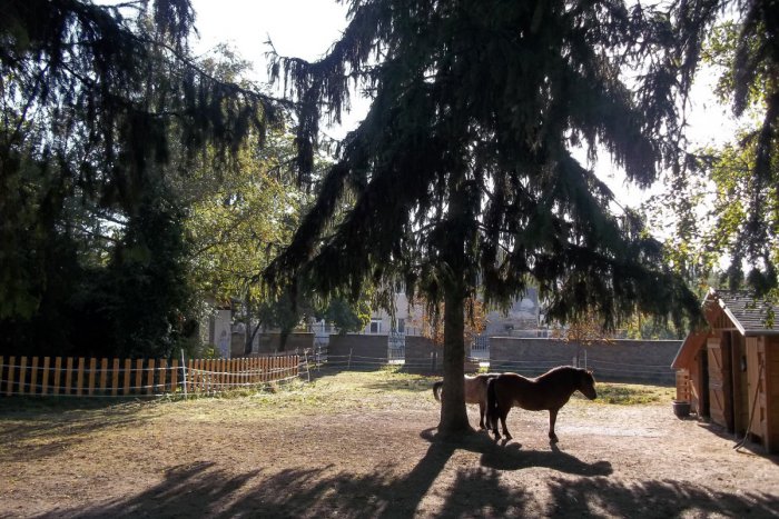 Ilustračný obrázok k článku FOTO: V parku si nažívajú zvieratká, udomácniť sa tu už stihla aj koza Oľga